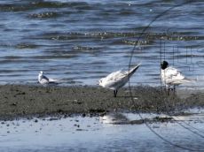 Крачка-чайконосая_2